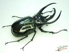 Atlas Beetle Chalcosoma atlas