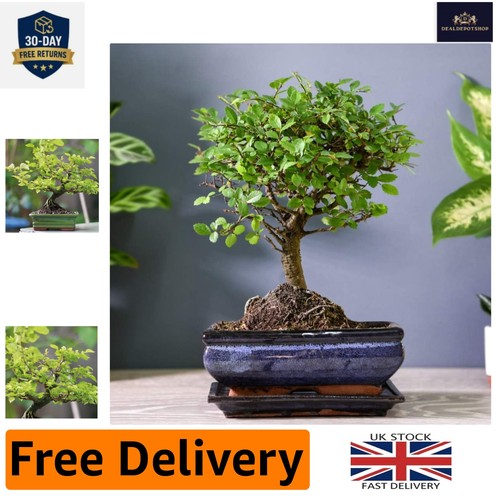 Low maintenance 12cm bonsai - low-maintenance,