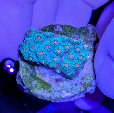 Meteor Shower Cyphastrea  - Encrusting - LPS Coral