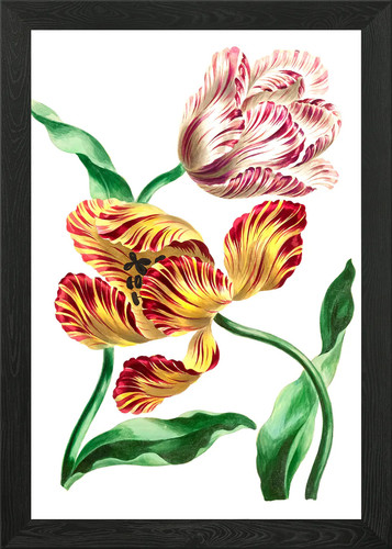 Various tulips framed wall - various,