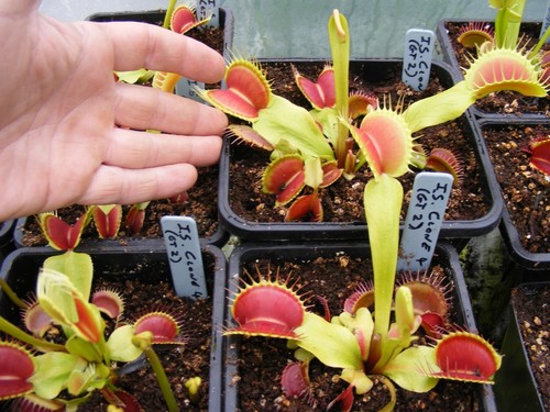 Carnivorous plant venus fly - -,