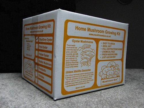 Mushroom growing kit - mushroom,