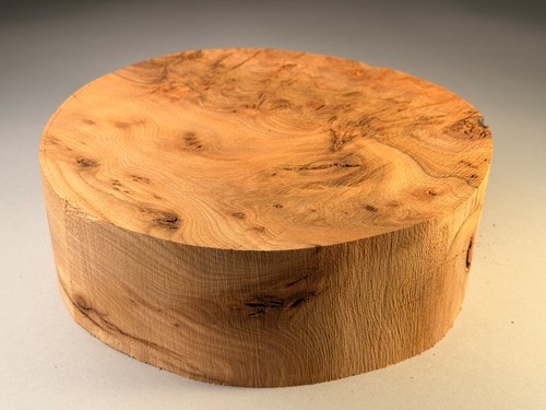Amazing large burr elm - elm, wood