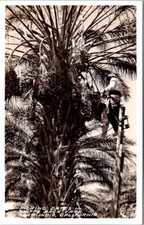 Lot x 3 Vintage RPPC Postcards