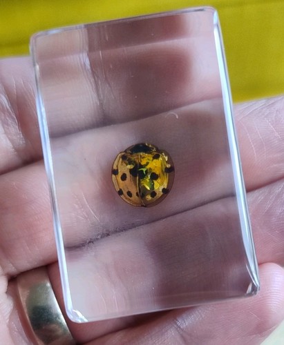 Real ladybird ladybug lady bug - real,