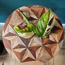 Monstera Adansonii Albo Top