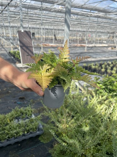 Fern autumn evergreen - evergreen, indoor