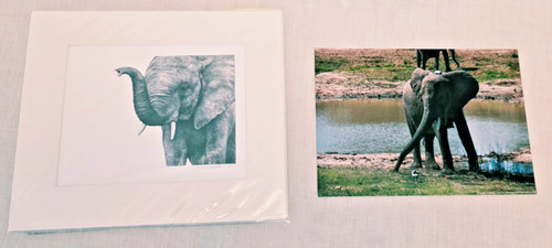 Elephant drawing photograph - &,
