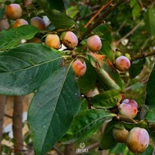 Persimmon Eastern 10 PCS fresh
