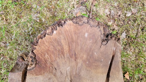 Timber scottish burr elm blank - elm,