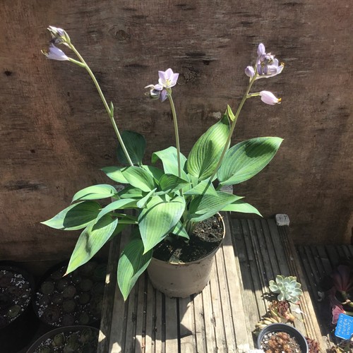 Hosta garden plant - hosta,