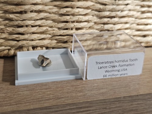 Triceratops tooth fragment - tooth,