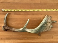 Deer Antler. Cast Fallow. Wild U.K.