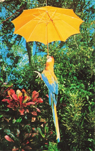 Parrot jungle bird colorful - parrot,