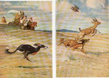 SALUKI DOGS HUNTING OLD 1958 TWO PAGE DOG ART PRINT