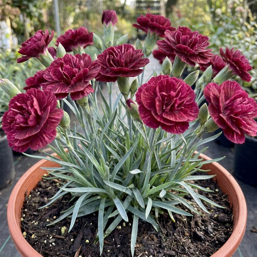 Carnation capitan diaz - carnation,