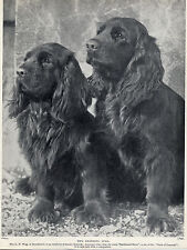 SUSSEX SPANIEL TWO NAMED DOGS OLD 1930'S DOG PRINT