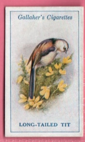 Gallaher cigarette card - gallaher,