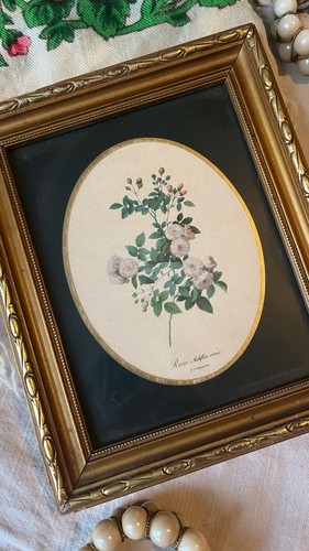 Vintage botanica framed print - vintage,