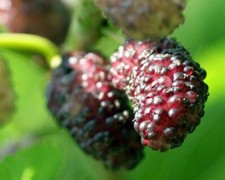 Mulberry Tree - 'Illinois