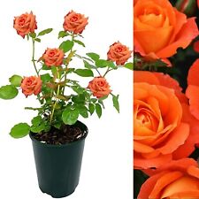 Rose Bush Super Trouper - Floribunda Rose Bush For The Garden In a 3 Litre Pot