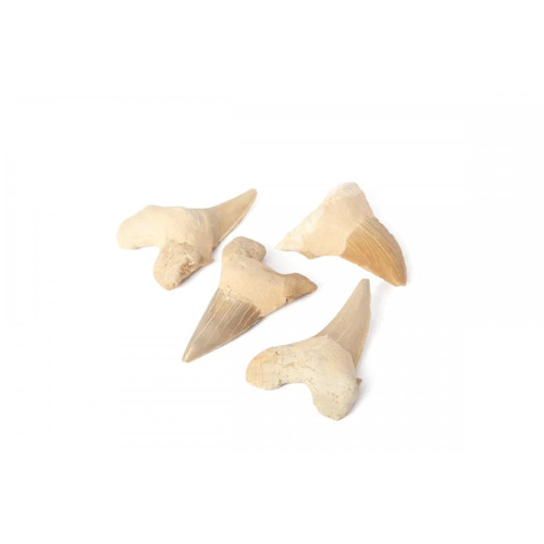 Otodus tooth 5cm large - 3-5cm, –