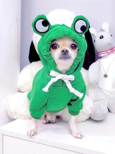 Frog dog sweater - sweater, green