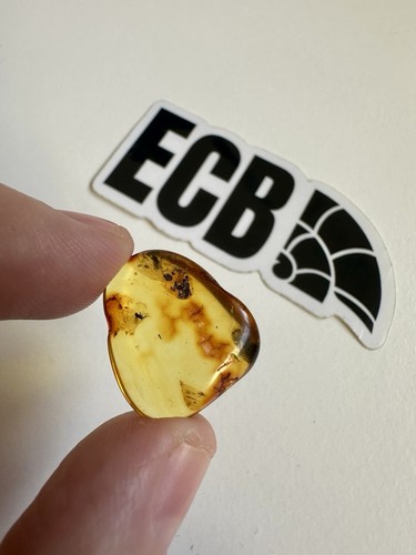 Baltic amber with mosquito - baltic,
