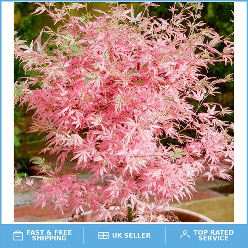 Gmo free acer - gmo-free, palmatum