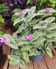   Tradescantia Sillamontana