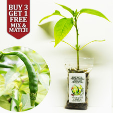 Bird's Eye Thai Finger Chilli