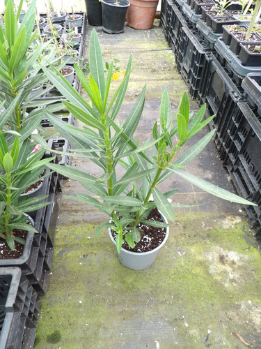 Nerium oleander mixed - nerium,