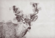 Stag pencil drawing Unique