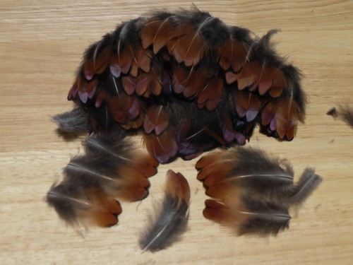 100 cock pheasant - cock, neck
