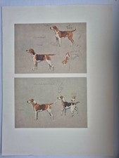 Antique Coloured Fox Hunting
