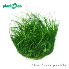 Live Aquarium Plants, In Vitro