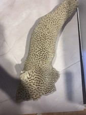 Vintage Natural Brain Coral Specimen Authentic Marine Fossil Reef Pre-CITES Ban