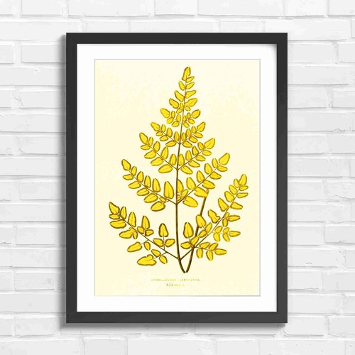 Botanical fern plant - botanical,