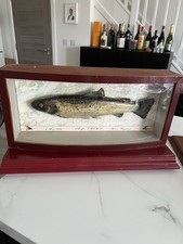 1988 trout fish curved - trout,
