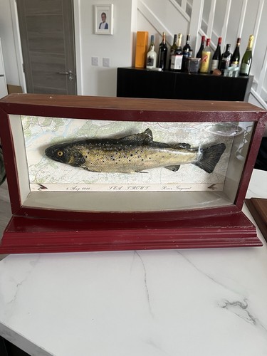 1988 trout fish curved - trout,