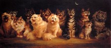 Cats chorus by moonlight Cat