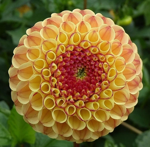 Rosemary dawn dahlia plant - plant, in