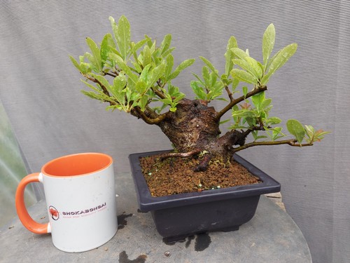 Chunky field grown firethorn - chunky,
