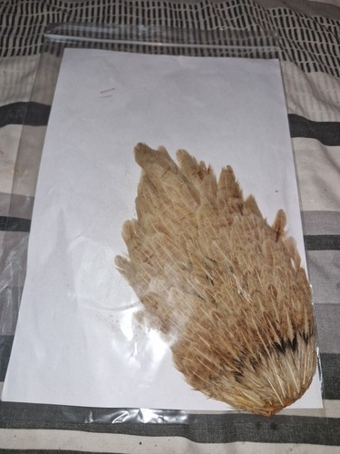 Large saddle hen - hen, hackles