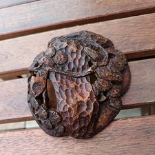vintage carved burr wood / nut 14 x 12cm