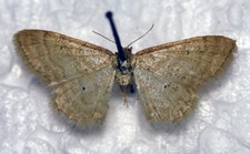 🦋 Isle of Wight Wave –