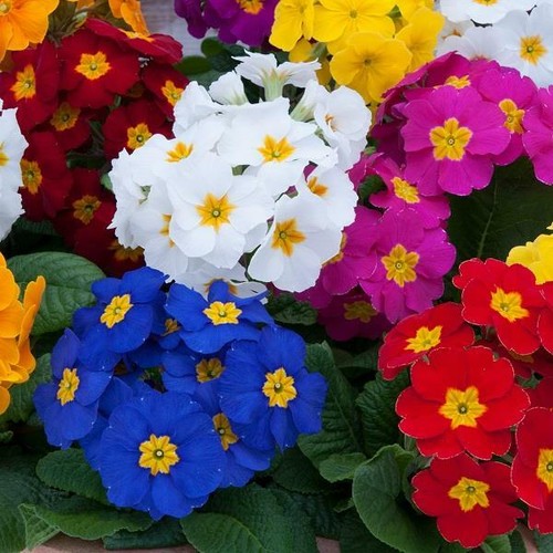 Primula polyanthus crescendo - polyanthus,