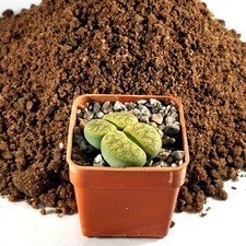 1ltr specialist lithops - specialist,
