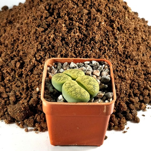 1ltr specialist lithops - 1ltr,