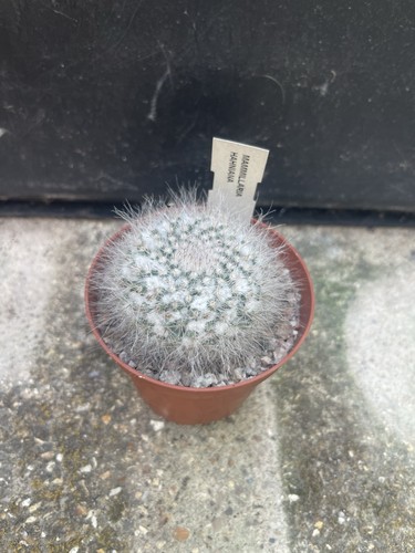Mammillaria hahniana cactus - mammillaria,